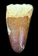 Cretaceous Fossil Crocodile Tooth - Morocco #50244-1
